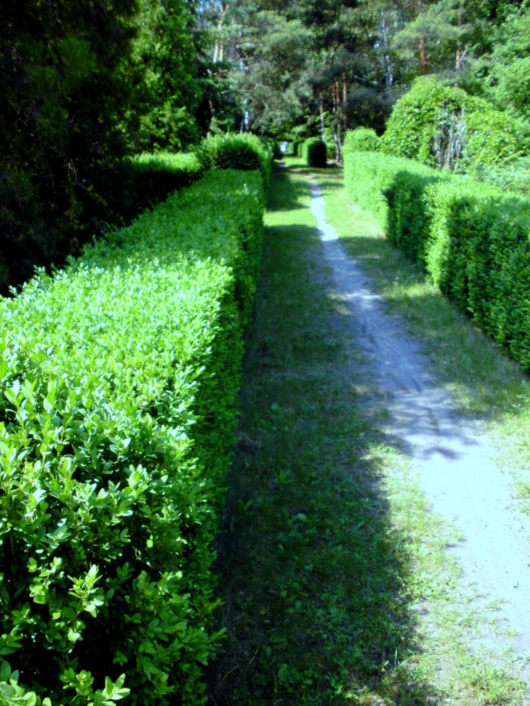 Topiary trimming